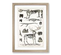 Animal Bones IV by Oliver Goldsmith Framed Print | A2 Oak Framed Wall Art | Ready to Hang | Modern Nature Picture | Living Room Bedroom Lounge Office