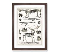 Animal Bones IV by Oliver Goldsmith Framed Print | A2 Walnut Framed Wall Art | Ready to Hang | Modern Nature Picture | Living Room Bedroom Lounge Office