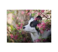 Animal Border Collie Cute Dog Pet,500 Pieces Puzzles for Adults-Wooden Jigsaw Puzzle for Adults Elderly