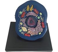 Animal Cell Anatomy Educational Model - Microscopic Specimens for Teaching and Learning Cell Structure and Function