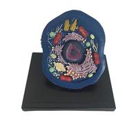 Animal Cell Anatomy Model Animal Microscopic Specimens Cell Anatomy Magnified Cell Structure Model Biological Teaching Science Kit For Study Display Teaching
