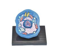 Animal Cell Anatomy Model Microscopic Biology Medical School Teaching Aids