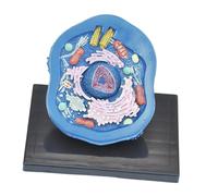 Animal Cell Anatomy Model Teaching Aids for Display Study Classroom Learning