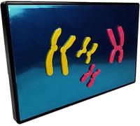 Animal Cell Meiosis Model, Animal and Plant Cells Mitosis Model, with Blue Display Board, for Science Education Classroom Demonstration