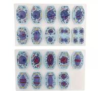 Animal Cell Mitosis and Meiosis Model, Cell Structure Taxonomy Cell Division Stage Display Model, 19pcs Detailed Chromosome Stages, for Science Education Classroom Demonstration Tools