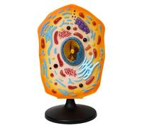 Animal Cell Model, 1:1 Highly Simulated Teaching Equipment for Study | Animal Cell Model for Education - Highly Realistic Teaching Tool for Biology Students and Science Classes