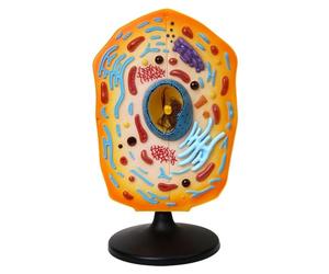 Animal Cell Model, 1:1 Highly Simulated Teaching Equipment for Study | Animal Cell Model for Education - Highly Realistic Teaching Tool for Biology Students and Science Classes