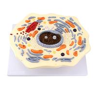 Animal Cell Model - 20000X Anatomical Structure for Education - Microstructural Skeleton Model for Study and Learning