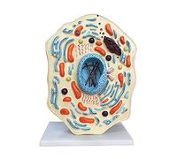 Animal Cell Model - Anatomical Cell Cell Anatomy - Education Enlarge the cell model - for the teaching of biology, science hall