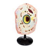 Animal Cell Model - Biological Cell Anatomy Teaching model - Scientific Animal Anatomical Model - for Biological teaching Demonstration model