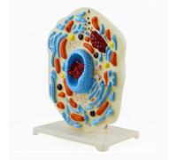 Animal Cell Model - Biological Teaching Instrument for Middle School Biology Classes, Sub-Microscopic Structure for Laboratory Teaching & Learning