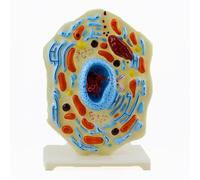 Animal Cell Model - Educational Teaching Instrument for Biological Structure Learning in Middle School Science Labs