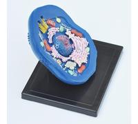 Animal Cell Model for Teaching, Educational Anatomy Assembly and Disassembly Model for Science Lessons - Ideal for Classroom and Home Learning