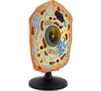 Animal Cell Model Kit - Educational Anatomical for High School Biology Teaching and Classroom Display
