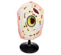 Animal Cell Model - Microstructure Anatomy Teaching Material for Biological Cell Anatomy, Includes Cell Membrane, Cytoplasm, Core, and Mitochondria