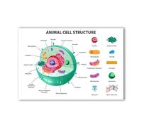 Animal Cell Structure Poster - Science Biology Anatomy Educational Poster - 12 x 18 Inch Premium Gloss Poster - For Classrooms Dorms And Home Decor - Made in USA - FHJP0520