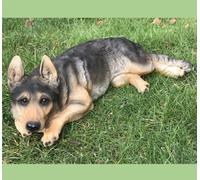 Animal Crackers Laying German Shepherd Figurine, Large (44Cm Long) Realistic Home Or Garden Ornament Or Memorial