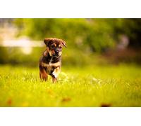 Animal Crossing Puzzle 2000 Pieces Chiot Intelligence stress relief game70x100cm