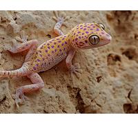 Animal Diamond Art Kits Adults, 5D Diamond Painting Gecko, DIY Full Drill Crystal Gem Art Rhinestone Embroidery Pictures Crafts Painting for Relaxation Home Wall Decor,Gifts for Women 60x80cm,Model808