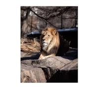 animal Diamond Art Kits Adults, Diamond Painting lion Crystal Art Kits for Kids Beginners DIY 5D Full Drill Crystal Embroidery Paintings Canvas Crafts Home Wall Decor Christmas Gifts 20x28inch KSWF927
