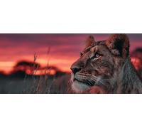 Animal Diamond Painting Kits for Adults, Pattern Lion Diamond Art 5D DIY Full Round Drill Gem Crystal Art Kits Crafts for Adults for Home Room Decor, Bedroom Decor, Gifts 50x120inch -yym2603T8