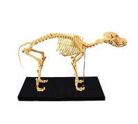Animal Dog Skeleton Bone Model - Canine Template Anatomy Teaching for Dogs Anatomical 42 * 20 35cm