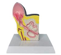 Animal Dog's Ear Model Body Organ Biology Anatomy Replica Dog's Ear Common Pathologies Skeleton Of Cat's Ear Culture Veterinary Doctors Students Office