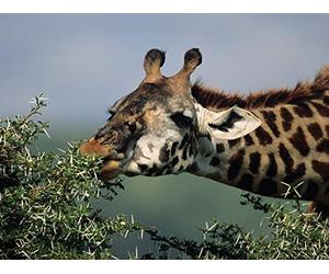 Animal Energetics and the Giant Panda Problem