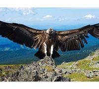 Animal Futures: Frontiers in Zoology