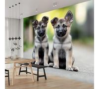 Animal German Shepherd Photo Wallpaper Grey Non-Woven Art Print Wall Mural Decoration Poster Picture Design Modern Living Room Kitchen Bedroom Wall Mural 118 (W) x 82 inch (H)
