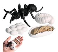 Animal Growth Cycle Toys - Evolution Learning Figurine Kit, Educational Model Set | PP Detailed Painted Science Aid Butterfly Moth Frog Turtle Ant Life Stages Display Figures Suitable