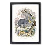 Animal Kingdom Illustration by Oliver Goldsmith Framed Print | A2 Black Framed Wall Art | Ready to Hang | Modern Nature Picture | Living Room Bedroom Lounge Office