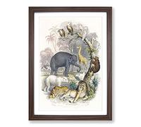 Animal Kingdom Illustration by Oliver Goldsmith Framed Print | A2 Walnut Framed Wall Art | Ready to Hang | Modern Nature Picture | Living Room Bedroom Lounge Office