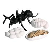 Animal Life Cycle Figurines Kit | Educational Figures Kit | Realistic Growth Stage Model Toy Set | Frog Butterfly Turtle Ant Figurines for Kids Early Education Biology Science Aids