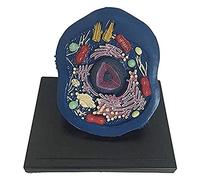Animal Microscopic Specimens Full Color Cell Anatomy Model Magnified Cell Structure Model For Educational Training Aid