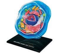 Animal Model, Animal Cell Models, 4D Anatomical Models, Medical Teaching, Biology Teaching Toys