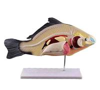Animal Model, Fish Anatomy Model 47 X 19 Cm Anatomy Fish Animal Organs Anatomical Model Removable Miniature Models Laboratory Supplies Educational Tools