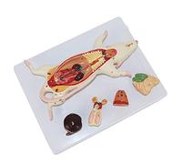 Animal Model, Mouse Anatomy Model Can Be Divided into 6 Parts Mammal Structural Morphology of Internal Organs in Mice Mouse Organ Anatomy Model Biological Research Numerical Indicators