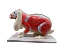 Animal Model, Rabbit Skeleton Model - Animal Skeleton Anatomy Anatomical Model Veterinary Teaching Demonstration Model Compatible with Study Display Teaching Medical