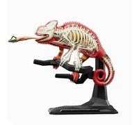 Animal Model With Removable Organs And Body Part For Kid Early Teaching Animal Organ Model