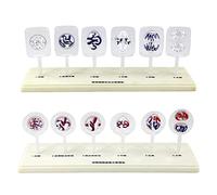 Animal Models, Teaching Tools, Transparent Demonstration Models, Mitosis, Cell Division Of Animals And Plants, Anatomical Stages