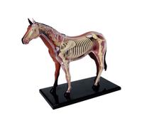 Animal Organ Anatomy Model 4D Horse Intelligence A