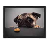 Animal Photo Pug Dog Treat Food Eyes Cute Artwork Framed Wall Art Print A4 Artery8 Black One Size
