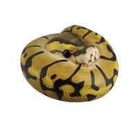 Animal Planet, Animal Planet, Vol. 5, Blind Box, Snake, Reptile, 8 Types, Cute, Animals, Realistic Figure, Plastic Model, Premium Toy, Realistic PVC, Animal Lovers, Original Model, Birthday
