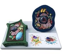Animal Plant Cell Anatomical Contrast Model, Biological Cell Structure Magnified Model, Medical Anatomical Animal and Plant Model, for School Teaching Learning Display.