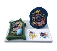 Animal & Plant Cell Anatomy Model, Biological Science Teaching Specimen 28×18×13cm