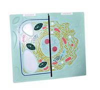 Animal Plant Cell Contrast Model Medical Anatomical Animal And Plant Cells Model Comparative For Middle School Biological Anatomy Teaching