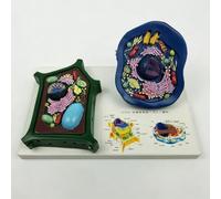 Animal Plant Cell Model - Biology Teaching Aid for Classroom Demo