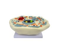 Animal Plant Cell Models Microstructural Anatomical Biological Cell Membranes Cytoplasm Nucleus Mitochondria (ANIMAL CELL MODEL)