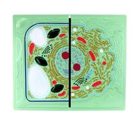 Animal Plant Cells Comparative Organ Anatomy Model for Teaching | Animal and Plant Cells Anatomy Model for Educational Use - Perfect for Biology Teaching and Understanding Cell Structures